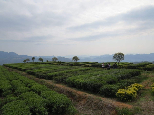 福建（安溪華祥苑）張?zhí)旄Ｓ袡C(jī)茶示范基地試驗(yàn)效果對(duì)比圖